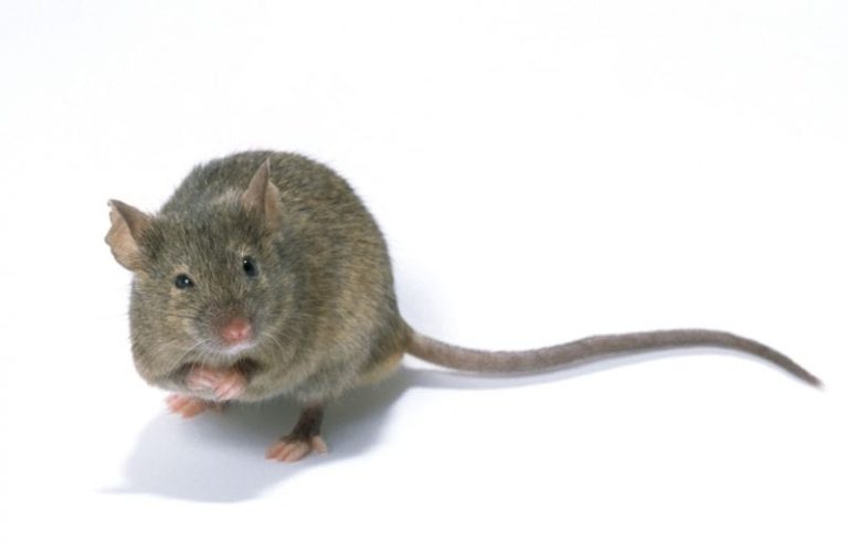 Les principales maladies transmises par les souris et rongeurs
